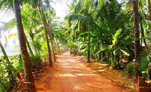 Kerala Tour Packages From Ahmedabad